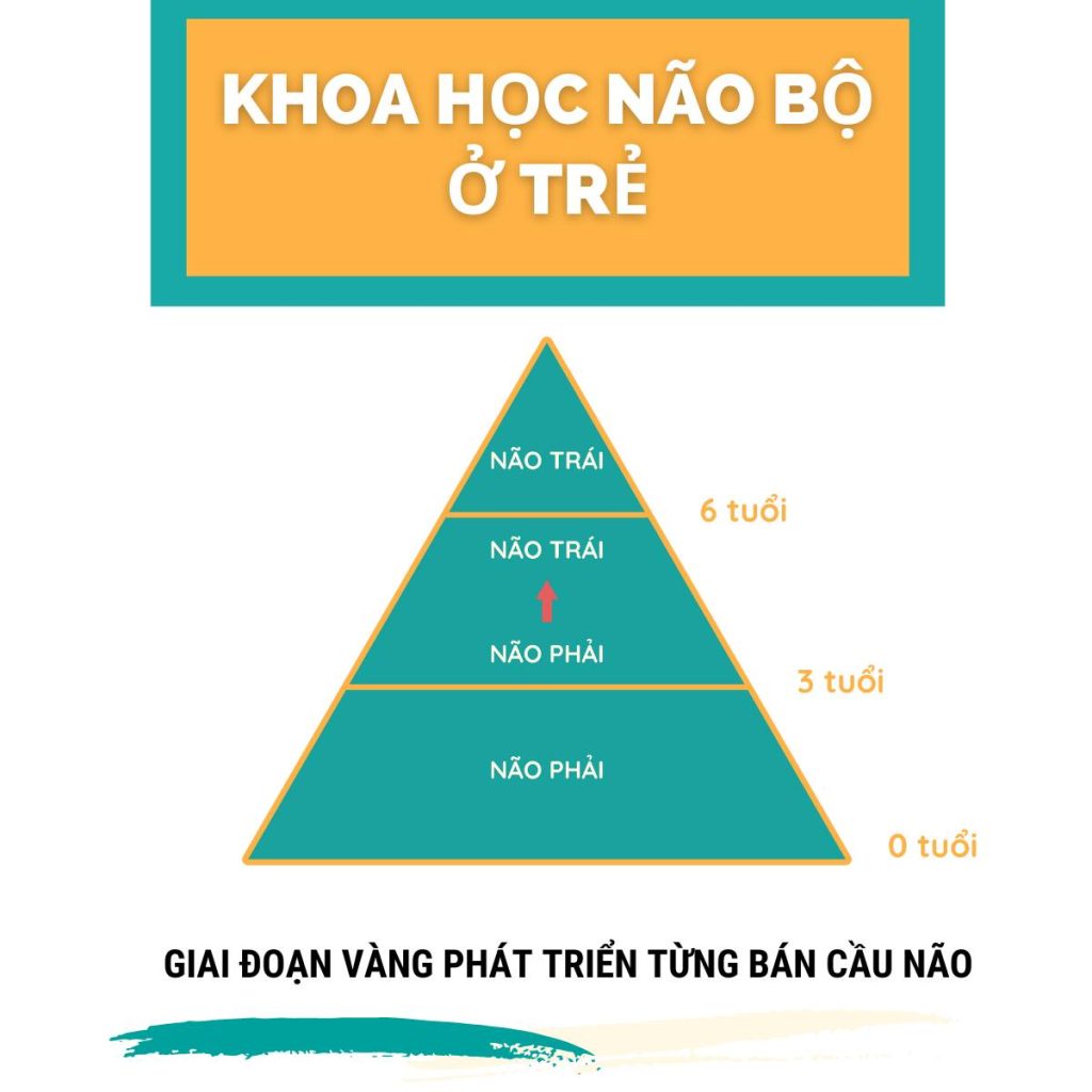 Giai đoạn vàng phát triển từng bán cầu não